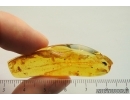 Tumbling Flower Beetle Mordellidae. Fossil inclusion Ukrainian Rovno amber #14008R