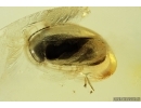 Marsh Beetle Scirtidae. Fossil insect in Ukrainian Rovno amber #14009R