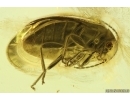 Marsh Beetle Scirtidae. Fossil insect in Ukrainian Rovno amber #14009R