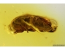 Click beetle Elateridae and More. Fossil inclusions Baltic amber #14011