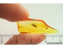 Click beetle Elateridae and More. Fossil inclusions Baltic amber #14011