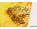 Weevil Beetle, Curculionidae. Fossil insect in Baltic amber #14012