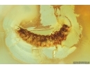 Nice Beetle Larva Coleoptera. Fossil inclusion Baltic amber #14015