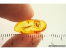 Nice Beetle Larva Coleoptera. Fossil inclusion Baltic amber #14015