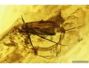 Rare False Flower Beetle Larva Scraptiidae and More. Fossil insects Baltic amber #14017