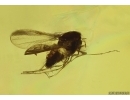 Rare False Flower Beetle Larva Scraptiidae and More. Fossil insects Baltic amber #14017