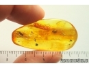 Rare False Flower Beetle Larva Scraptiidae and More. Fossil insects Baltic amber #14017