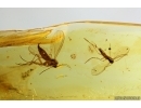 2 Ground beetles Carabidae and More. Fossil inclusions Ukrainian Rovno amber #14018R