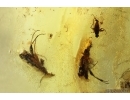 2 Ground beetles Carabidae and More. Fossil inclusions Ukrainian Rovno amber #14018R