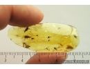 2 Ground beetles Carabidae and More. Fossil inclusions Ukrainian Rovno amber #14018R