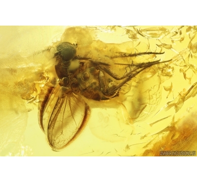 Nice Long-legged fly Dolichopodidae. Fossil Inclusion Baltic amber #14026