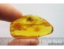 Nice Long-legged fly Dolichopodidae. Fossil Inclusion Baltic amber #14026