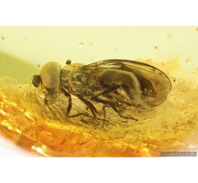 Nice Hover Fly Syrphidae. Fossil insect in Ukrainian Rovno amber #14027R