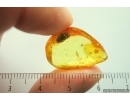 Nice Hover Fly Syrphidae. Fossil insect in Ukrainian Rovno amber #14027R