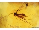 Swarm of Gnats, Beetle and More. Fossil inclusions Baltic amber #14028