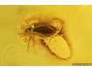 Swarm of Gnats, Beetle and More. Fossil inclusions Baltic amber #14028