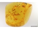 Swarm of Gnats, Beetle and More. Fossil inclusions Baltic amber #14028