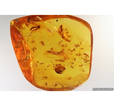 Swarm of Gnats, Beetle and More. Fossil inclusions Baltic amber #14028