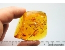Swarm of Gnats, Beetle and More. Fossil inclusions Baltic amber #14028