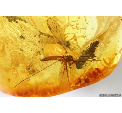 Crane Fly Limoniidae Trichoneura. Fossil insect in Baltic amber stone #14029