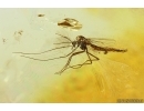 Nice True midge Chironomidae with Mite Acari. Fossil inclusions Ukrainian Rovno amber #14030R
