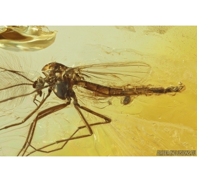 Nice True midge Chironomidae with Mite Acari. Fossil inclusions Ukrainian Rovno amber #14030R