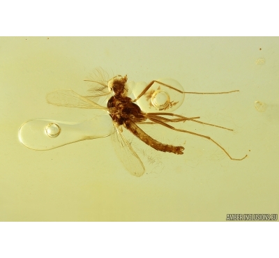 Nice True Midge Chironomidae. Fossil insect Ukrainian Rovno amber #14031R