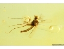 Nice True Midge Chironomidae. Fossil insect Ukrainian Rovno amber #14031R