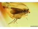 Two Long-legged flies Dolichopodidae. Fossil Inclusions Baltic amber #14045