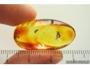 Two Long-legged flies Dolichopodidae. Fossil Inclusions Baltic amber #14045