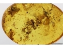 Swarm of Long-legged flies Dolichopodidae. Fossil insects Baltic amber #14046