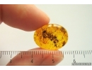 Swarm of Long-legged flies Dolichopodidae. Fossil insects Baltic amber #14046
