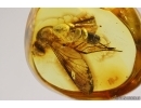 Snipe Fly Rhagionidae. Fossil insect in Baltic amber #14047