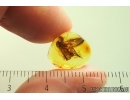 Snipe Fly Rhagionidae. Fossil insect in Baltic amber #14047