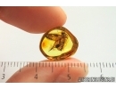 Snipe Fly Rhagionidae. Fossil insect in Baltic amber #14047