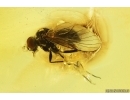 Nice Snipe Fly, Rhagionidae. Fossil insect in Ukrainian Rovno amber stone #14048R