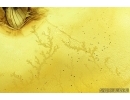Nice Snipe Fly, Rhagionidae. Fossil insect in Ukrainian Rovno amber stone #14048R