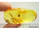 Nice Snipe Fly, Rhagionidae. Fossil insect in Ukrainian Rovno amber stone #14048R