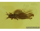 Dance fly Empidoidea and Thrips. Fossil inclusions in Baltic amber #14050