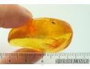 Dance fly Empidoidea and Thrips. Fossil inclusions in Baltic amber #14050
