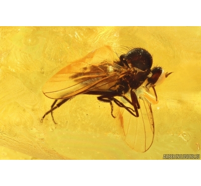 Long-legged fly Dolichopodidae and Many True midges Chironomidae. Fossil insects Baltic amber #14051