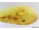 Long-legged fly Dolichopodidae and Many True midges Chironomidae. Fossil insects Baltic amber #14051