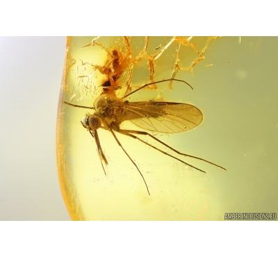 Rare Dance fly Empididae. Fossil insect in Ukrainian Rovno amber #14052