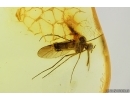 Rare Dance fly Empididae. Fossil insect in Ukrainian Rovno amber #14052
