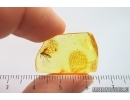Rare Dance fly Empididae. Fossil insect in Ukrainian Rovno amber #14052