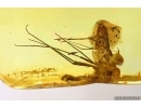 Rare Dance fly Empididae. Fossil insect in Ukrainian Rovno amber #14053R