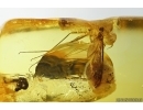 Rare Dance fly Empididae. Fossil insect in Ukrainian Rovno amber #14053R