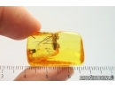 Rare Dance fly Empididae. Fossil insect in Ukrainian Rovno amber #14053R