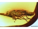 Rare Stiletto Fly Therevidae. Fossil inclusion in Baltic amber #14054