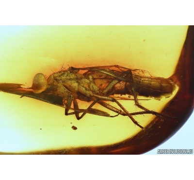 Rare Stiletto Fly Therevidae. Fossil inclusion in Baltic amber #14054
